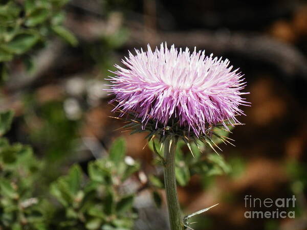 Wild Flower Art Print featuring the photograph West coast wild one by Barbara Leigh Art