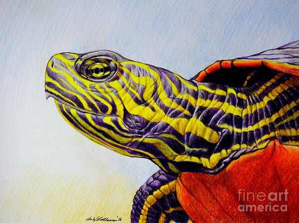 Turtle Art Print featuring the drawing Western Painted Turtle by Christopher Shellhammer