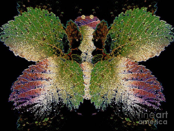 Butterfly Art Print featuring the photograph Wet Leaf Metamorphosis by Nina Silver