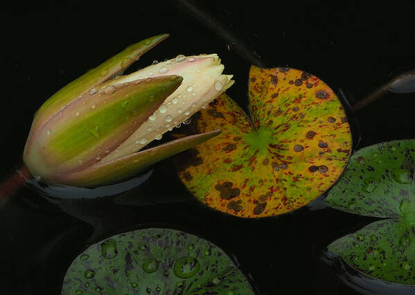 Rain Art Print featuring the photograph Wet Lily by Farol Tomson