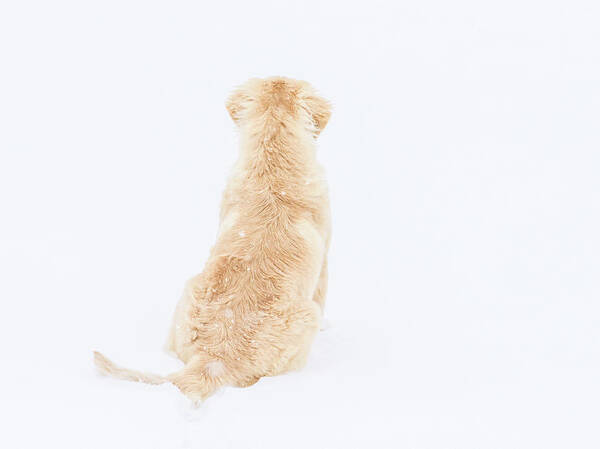 Puppy Art Print featuring the photograph What do you see? by Jennifer Grossnickle