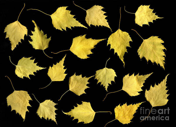 Scanography Art Print featuring the photograph When Leaves Grow Old by Christian Slanec