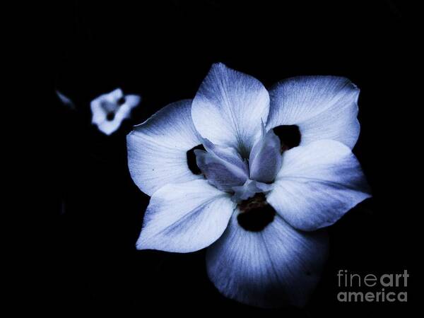 Flowers Art Print featuring the photograph Whisper by Daniele Smith