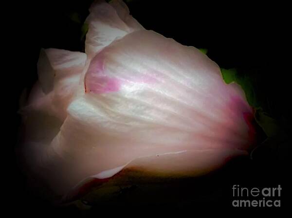 Pink Art Print featuring the photograph White and Pink Rose Of Sharon by Debra Lynch