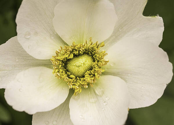 Anemone Art Print featuring the photograph White Anemone by Cathy Donohoue