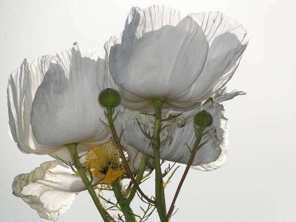 Poppy Art Print featuring the photograph White Beauties by Liz Vernand