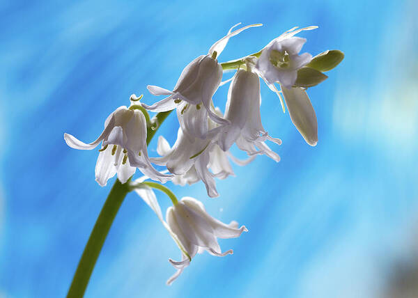 Background Art Print featuring the photograph White Bells by Shirley Mitchell
