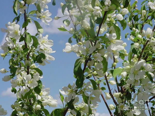 White Crabapple Blossom Art Print featuring the photograph White Crabapple by Donna L Munro