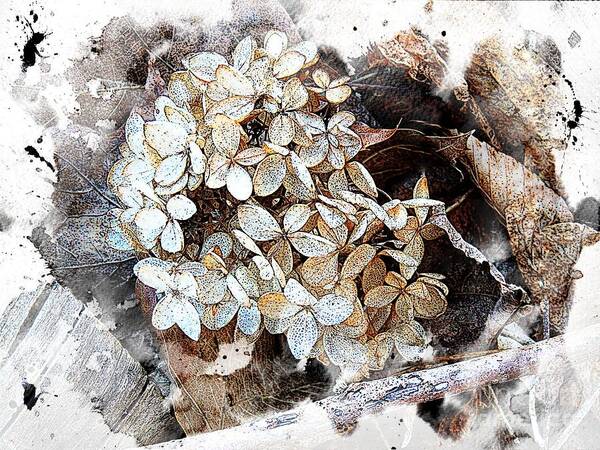  Flora Art Print featuring the photograph White Hydrangea by Marcia Lee Jones