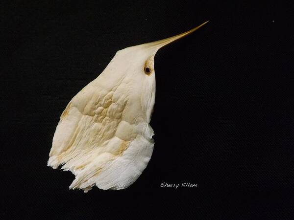 Photograph Art Print featuring the photograph White Leaf Bird by Sherry Killam