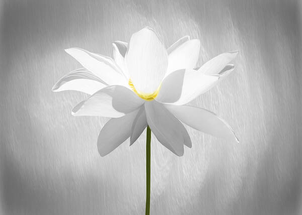 White Lotus Flower Art Print featuring the photograph White Lotus Flower by Steven Michael