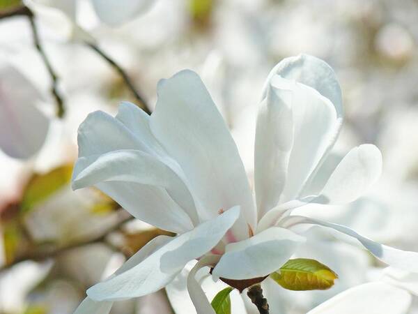 Magnolia Art Print featuring the photograph White Magnolia Tree Flower art prints Magnolias Baslee Troutman by Patti Baslee