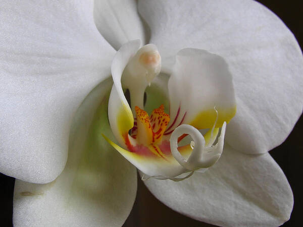 Keefe Art Print featuring the photograph White Orchid Macro Photograph by Juergen Roth