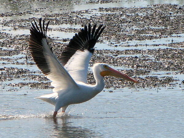 Bird Art Print featuring the photograph White Pelican takes Wing by T Guy Spencer
