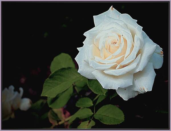 Rose Art Print featuring the photograph White Rose by Mindy Newman