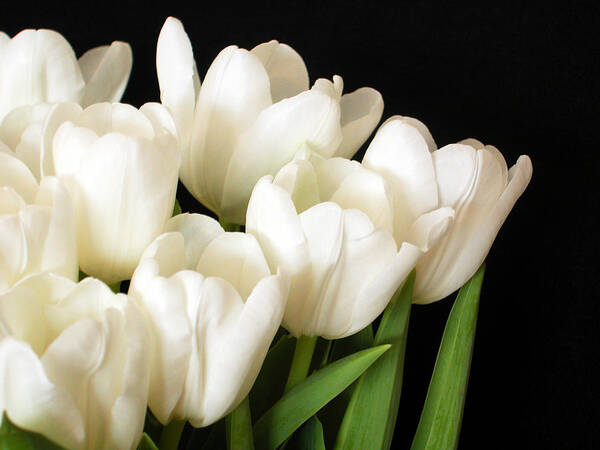 White Art Print featuring the photograph White Tulips 1 by The Ecotone