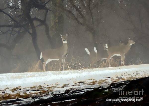 Deer Art Print featuring the photograph Whitetails In The Winter Mist by Tami Quigley