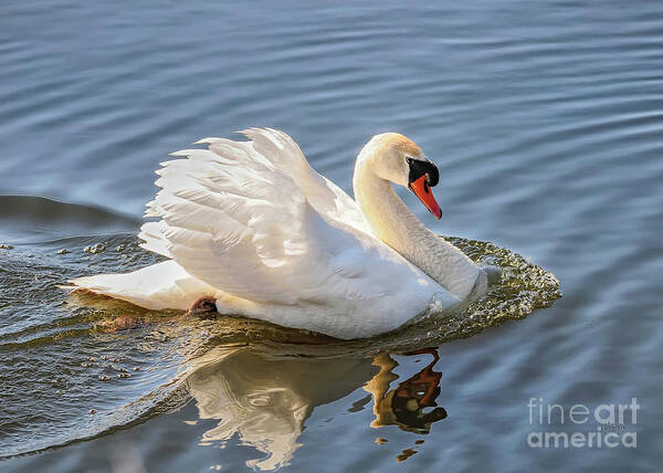 Swan Art Print featuring the photograph Wild Beauty by Lois Bryan