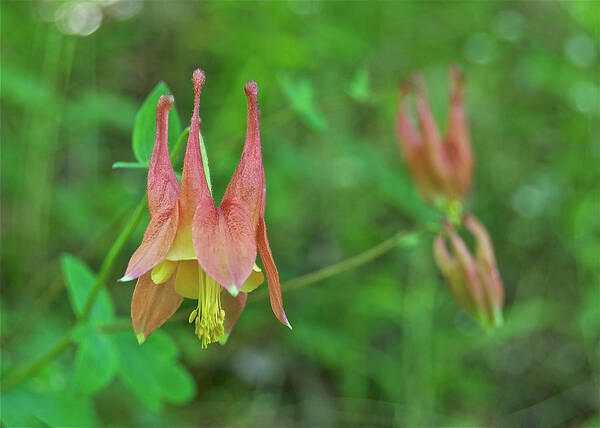 Columbine Art Print featuring the photograph Wild Columbine by Michael Peychich