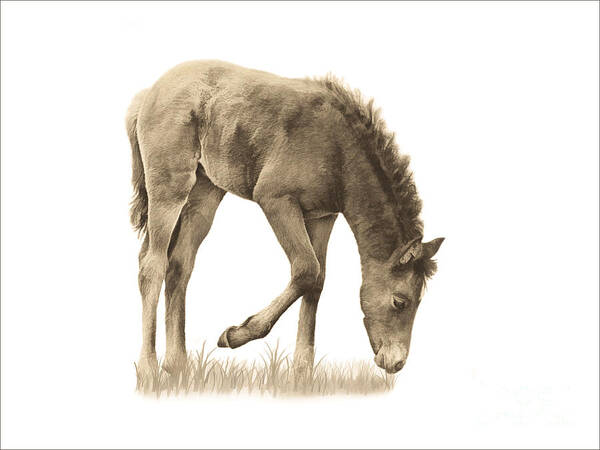 Wild Horse Grazing Art Print featuring the photograph Wild Horse Grazing by Priscilla Burgers