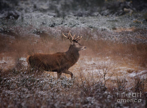 Antlers Art Print featuring the photograph Wild Winter Stag by MSVRVisual Rawshutterbug