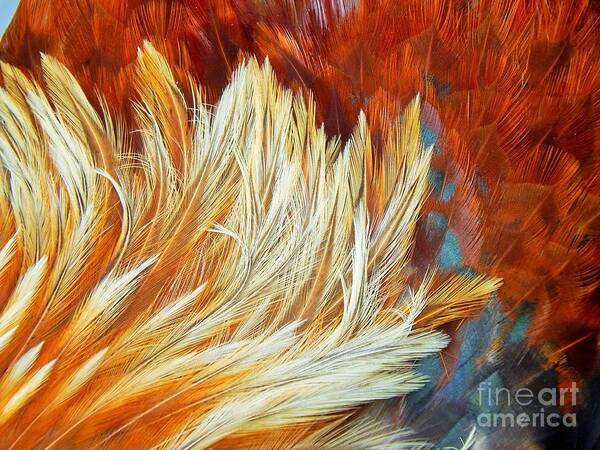 Roosters Art Print featuring the photograph Wild Rooster Feather Abstract by Jan Gelders