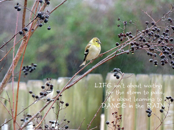 Goldfinch Art Print featuring the photograph Winter Goldfinch in the Rain with Quotation by Jayne Wilson