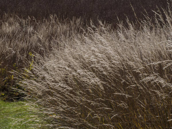 Landscape Art Print featuring the photograph Winter Grass by Paul Ross