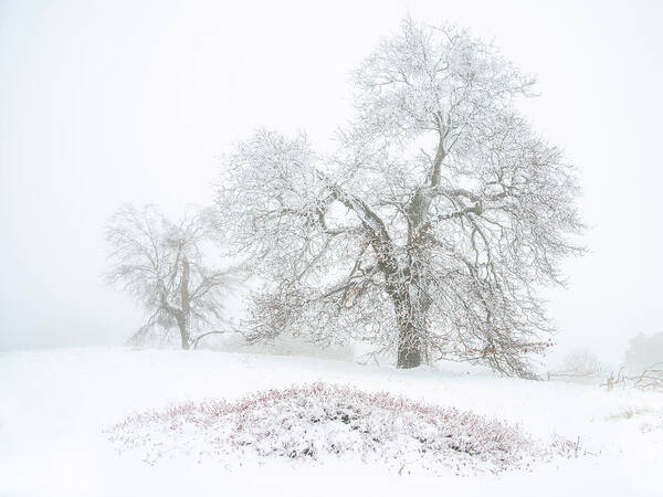 Black Oak Art Print featuring the photograph Winter Oaks by Alexander Kunz