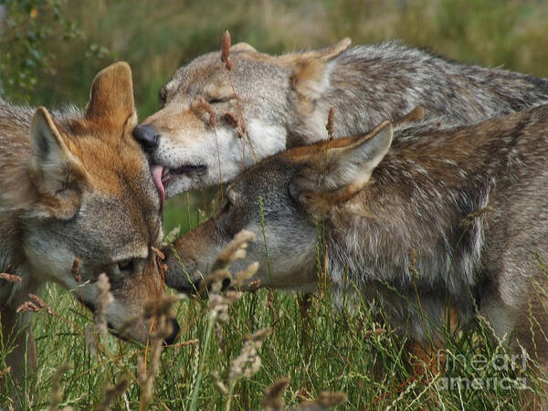 Wolves Art Print featuring the photograph Wolf Pack - The Greeting by Phil Banks