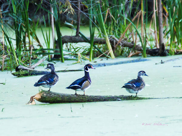 Heron Heaven Art Print featuring the photograph Wood Ducks All Grown Up by Ed Peterson
