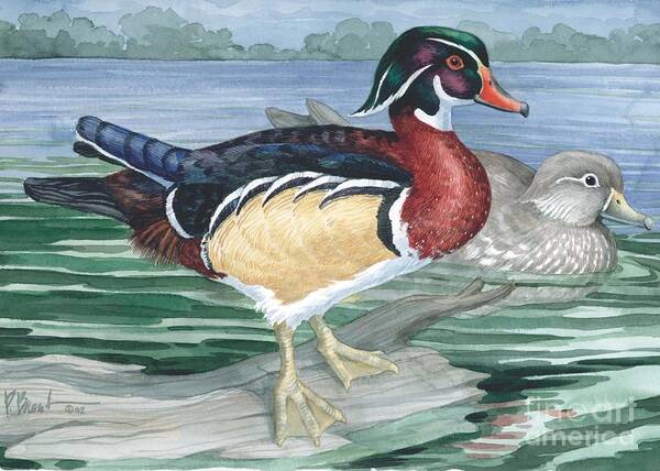 Duck Art Print featuring the painting Wood Ducks by Paul Brent