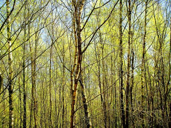 Trees Art Print featuring the photograph Woods 2 by Roberto Alamino