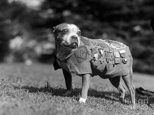 Historic Art Print featuring the photograph Wwi, Sergeant Stubby, American War Dog by Science Source