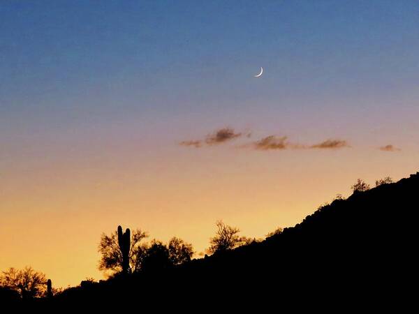 Desert Landscape Art Print featuring the photograph Y Cactus Sunset Moonrise by Judy Kennedy