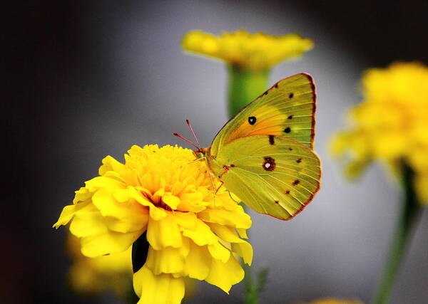 Yellow Butterfly Art Print featuring the photograph Aureolin by Brian Manfra