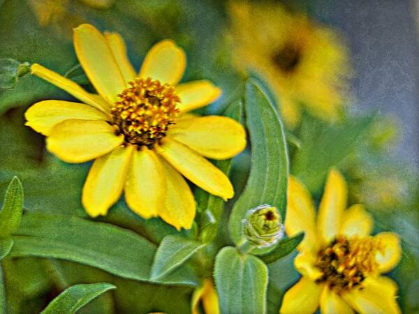 Yellow Flowers Art Print featuring the photograph Yellow Flowers PhotoArt_1a by Walter Herrit