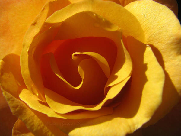 Roses Art Print featuring the photograph Yellow Gold Swirl - Rose Macro by Brooks Garten Hauschild