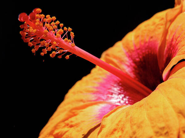 Hibiscus Art Print featuring the photograph Yellow Hibiscus by Marie Hicks