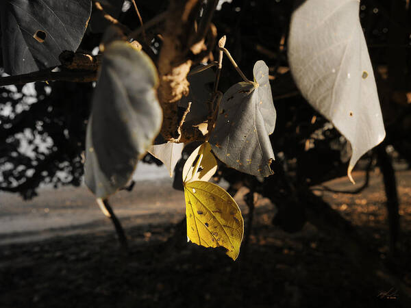 Nature Art Print featuring the photograph Yellow Leaf by Michael Blaine