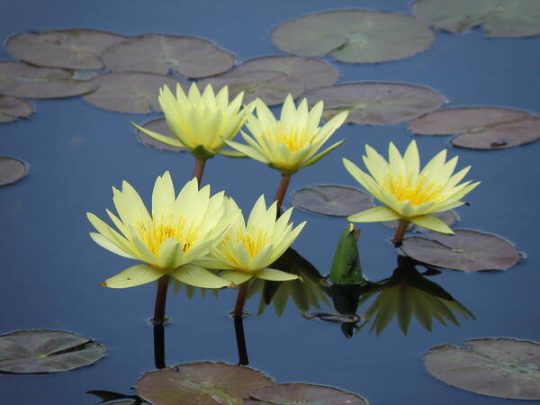 Water Lilies Art Print featuring the photograph Yellow on Blue by Mary Hurst