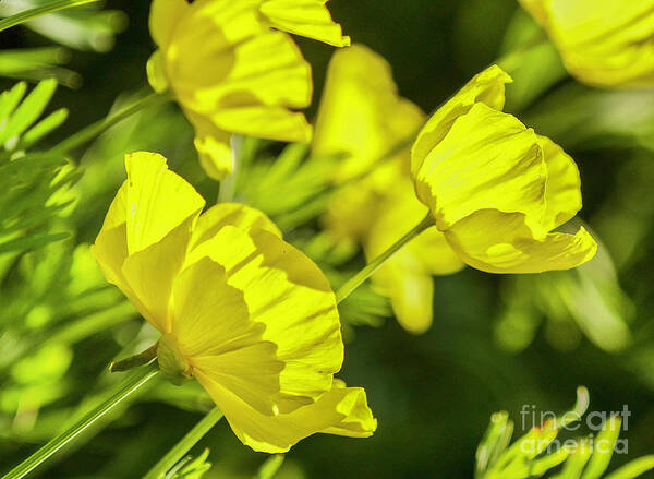 Yellow Poppy Flowering Plant Papaveraceae Family Art Print featuring the photograph Yellow Poppies I by Karen Jorstad