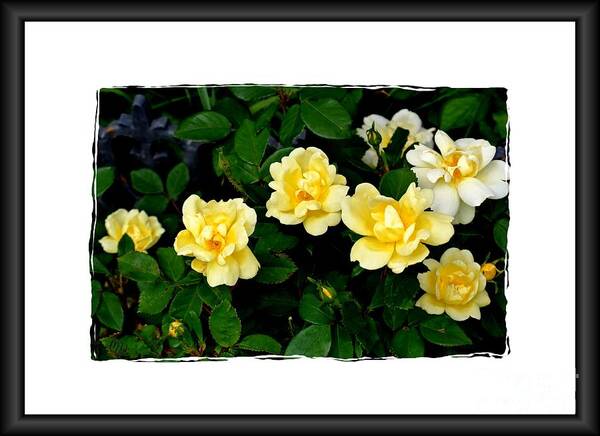 Photo Art Print featuring the photograph Yellow Rose Bush by Marsha Heiken