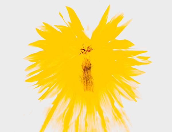 Abstract Art Print featuring the photograph Yellow Splodge by Roy Pedersen