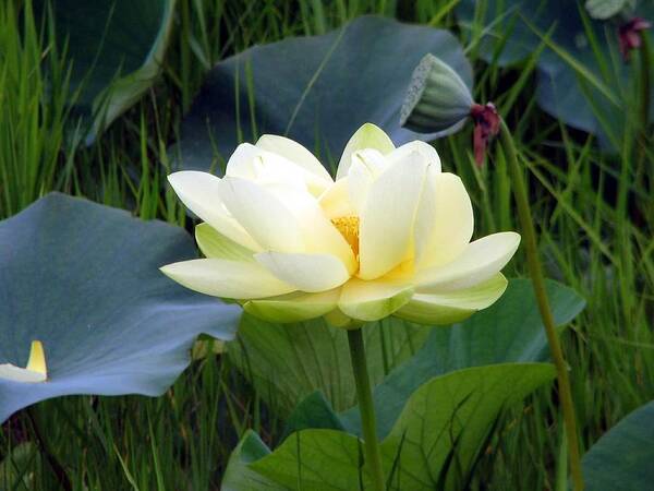 Water Art Print featuring the photograph Yellow Water Lily by Farol Tomson