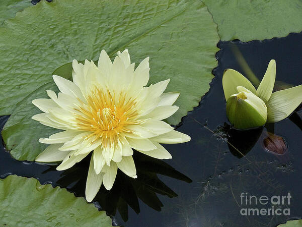 Water Llilies Art Print featuring the photograph Yellow Water Lily with bud Nymphaea by Heiko Koehrer-Wagner