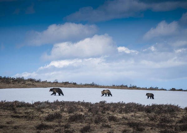 Cub Art Print featuring the photograph Yellowstone Bears by Bill Cubitt