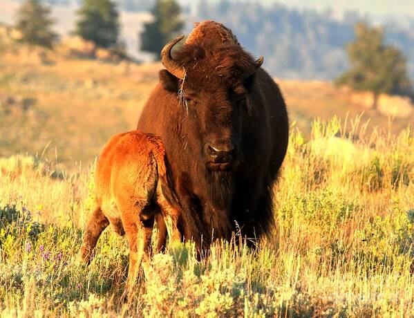 Bison Art Print featuring the photograph Yellowstone Golden Buffalo by Adam Jewell