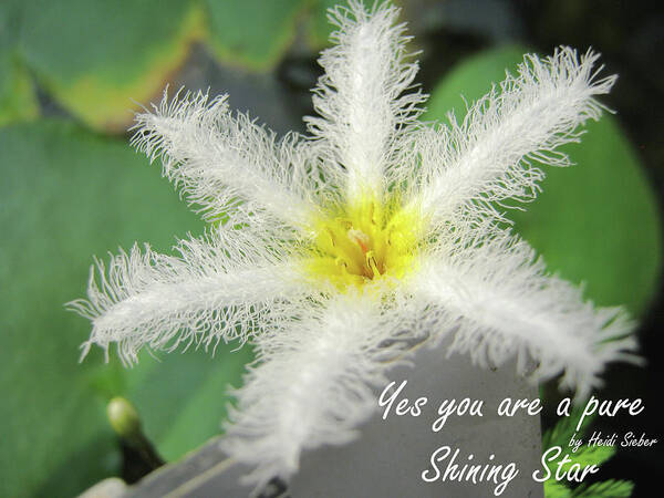 Flower Art Print featuring the photograph Yes you are a pure shining star by Heidi Sieber