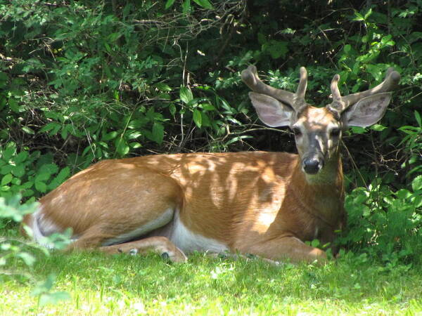 Young Buck In Grass Art Print featuring the photograph Young Buck Lying in the Shade by Betty Pieper